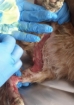Kars'ta kedi derisi yüzülmüş halde bulundu Fotoğrafı