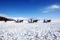 ARDAHAN'DA ALTIN AT ZAMANI! Fotoğrafı