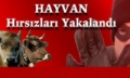 HAYVAN HIRSIZLARI YAKALANDI Fotoğrafı