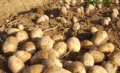 ARDAHAN’DA  PATATES SÖKÜMÜ BAŞLADI Fotoğrafı