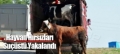 HAYVAN HIRSIZLARI YAKALANDI Fotoğrafı