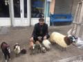 DAMAL BEBEKLERİNE RAKİP:  HAYVANLI FİGÜRLER Fotoğrafı