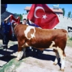 ARDAHAN SİMENTAL Fotoğrafı