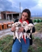 CHP’li belediyeden hayvan katliamı Fotoğrafı