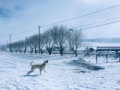 KÖPEKLERİN DRONE İLE İMTİHANI Fotoğrafı