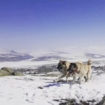 Köpeklerin yerini kameralar mı alıyor ? Fotoğrafı