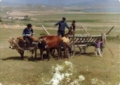Nasırlı ellerin hikayesi  Fotoğrafı