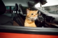 Ruslar, arabada kedi bulundurmanın cezası konusunda uyarıldı Fotoğrafı