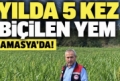 Amasya’da hayvancılara yem desteği: Sorgum-sudan otunda ilk hasat Fotoğrafı